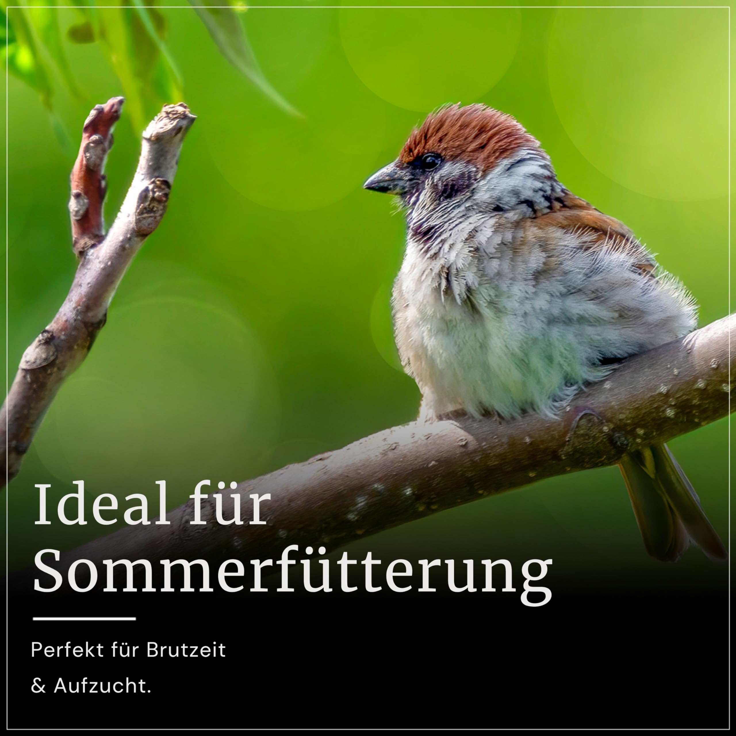 Erdtmanns Sommer-Meisenknödel ohne Netz im Eimer 3 kg – nachhaltige Vogelfütterung mit Fruchtpellets & Getreideflocken – leichte Nahrungsaufnahme – ideal für Sommerfütterung