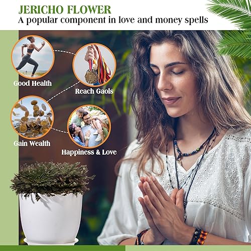 Miniatura 4 de Nuanchu Paquete de 12 plantas de resurrección de Jericó secas Jericó, hierba de resurrección de selaginella, planta de oración de helecho natural