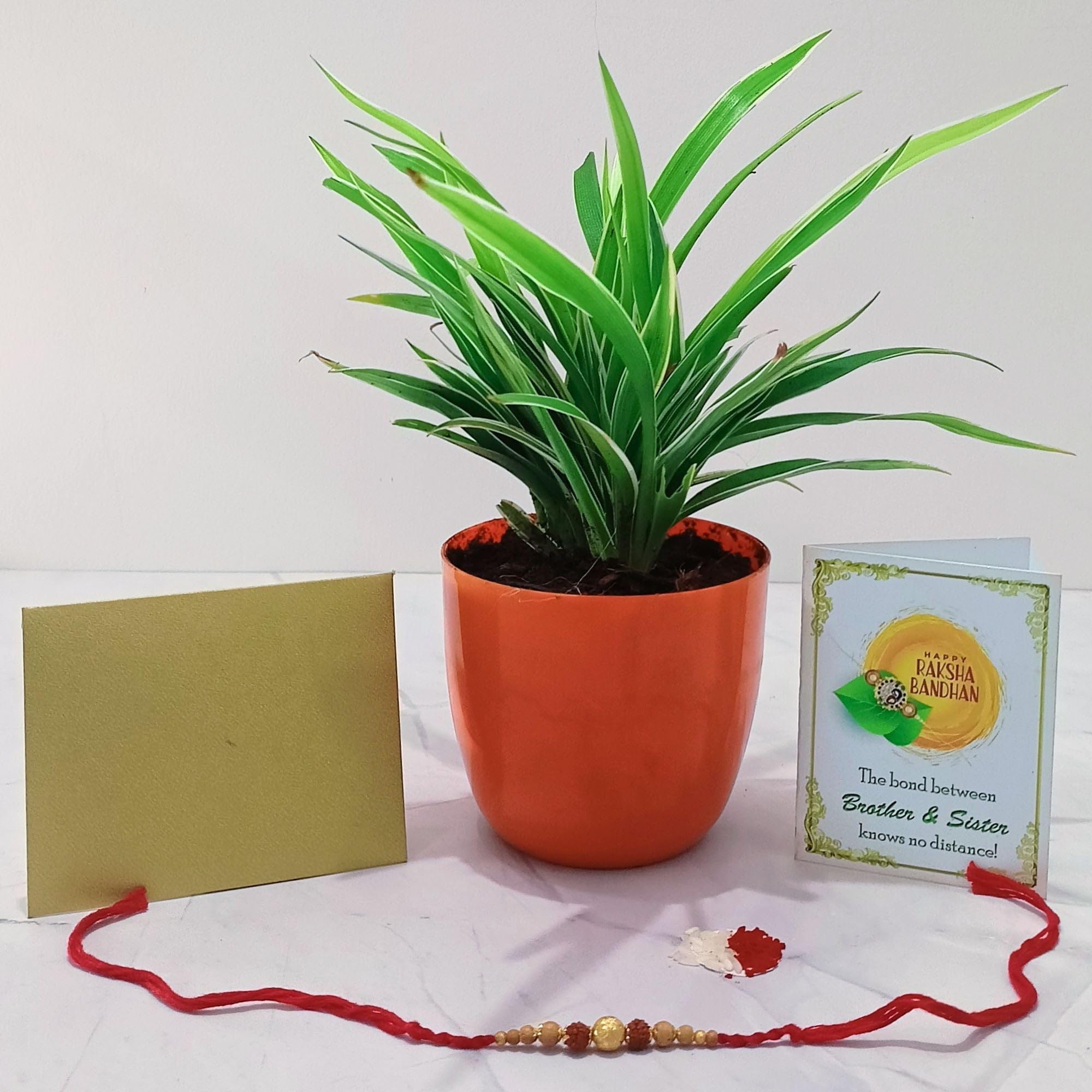 Rolling Nature Rakhi Combo of Good Luck Air Purifying Live Chlorophytum Spider Plant in Orange Round Colorista Plastic Pot | Rakshabandhan Gifts | Natural Plants (B0D9S7Z38L) Amazon Price History, Amazon Price Tracker