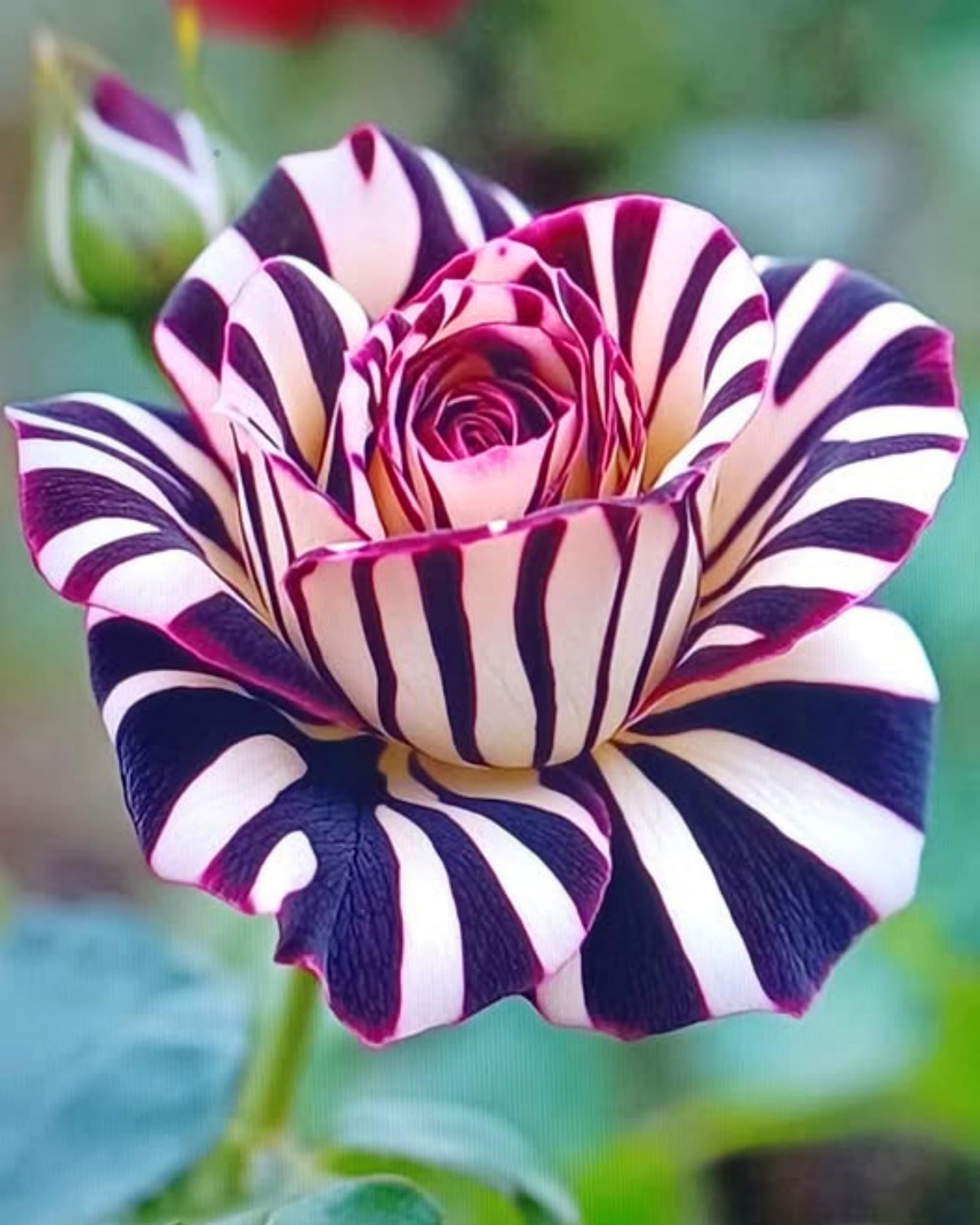 Garden Rose Bulbs - High Survival Rate, Easy Care, Suitable for Year-Round Planting. Hardy Perennial, Excellent Display.-2bulbs-X