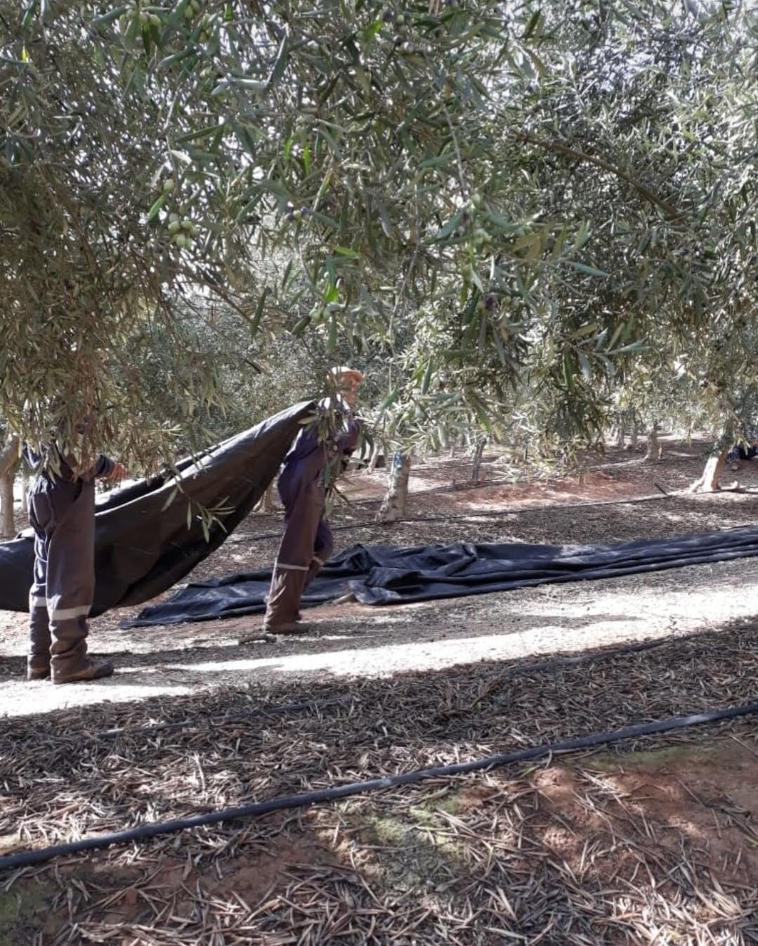 NEW Livo Olive Oil - ULTRA High Polyphenol - NEW CHILE 2025 Harvest - 500 ml
