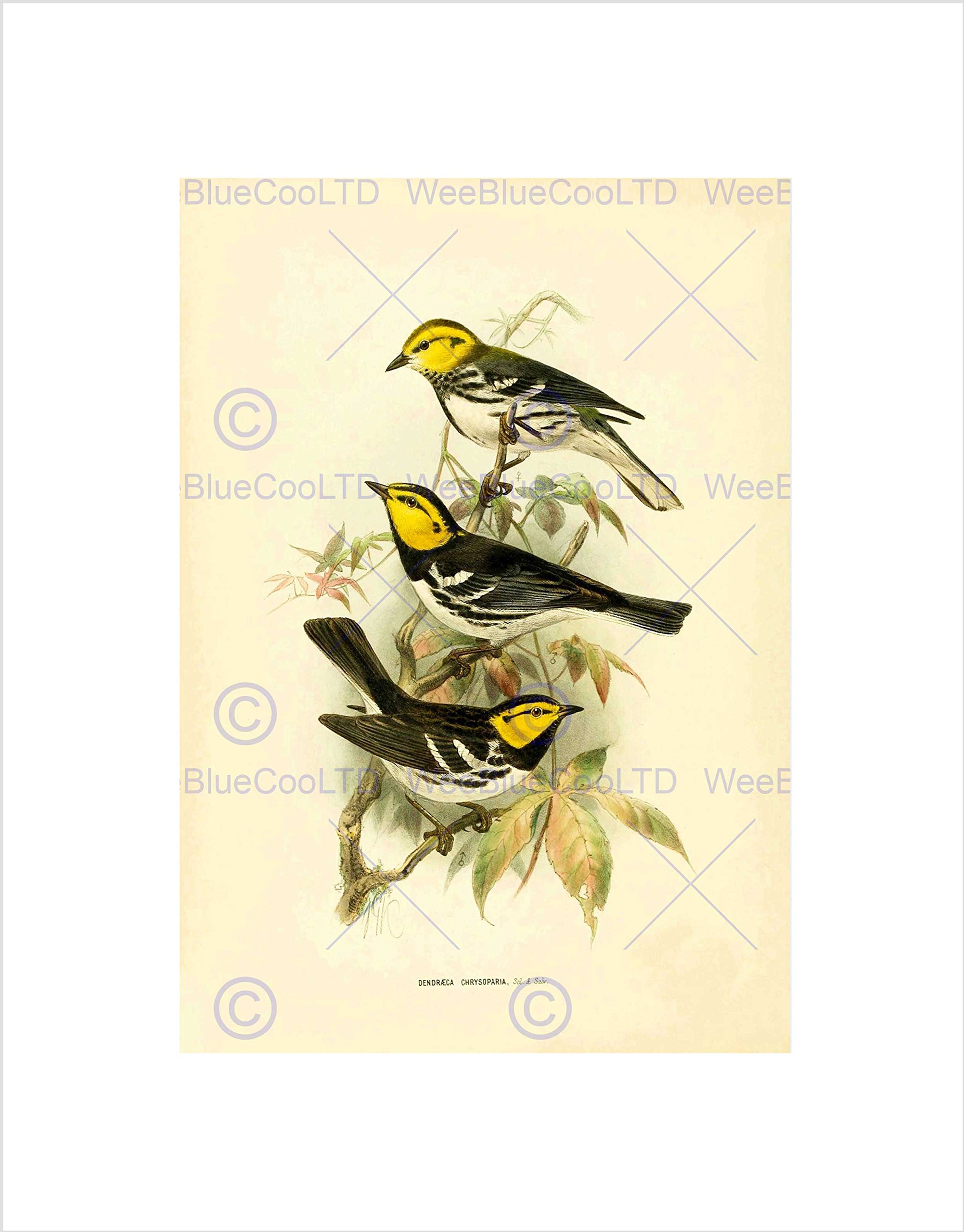 Wee Blue Coo Drawing Bird Rowley Keulemans Golden Cheek Warbler Wall Art Print