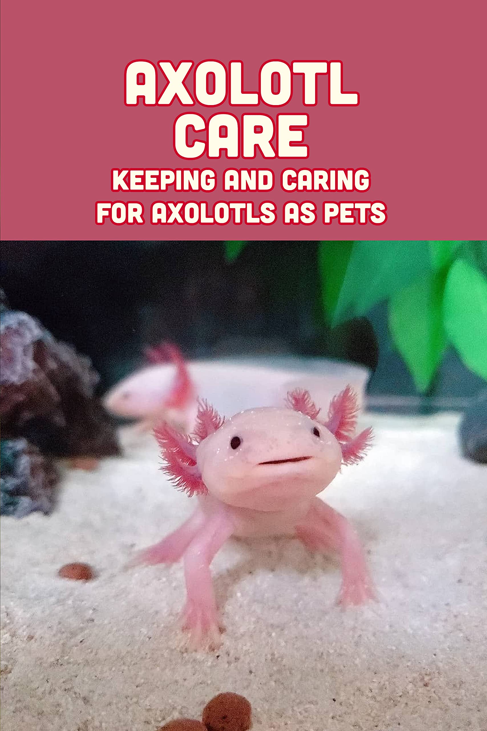 Axolotl Care: Keeping and Caring for Axolotls as Pets