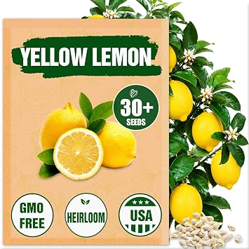 Yellow Lemon Seeds for Planting Citrus Limon - 30+ Non-GMO Citrus Fruit Seeds - Fragrant Blossom Evergreen Tree for Patio, Containers & Home Garden - Heirloom