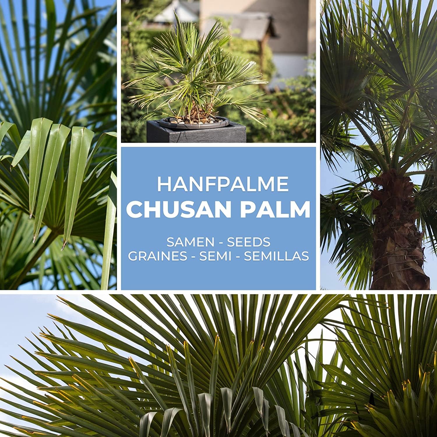 Magic of Nature Palmera de la Fortuna 10 Semillas - Trachycarpus fortunei - Palmito Elevado hasta -17°C - Semillas de Palma para Jardín