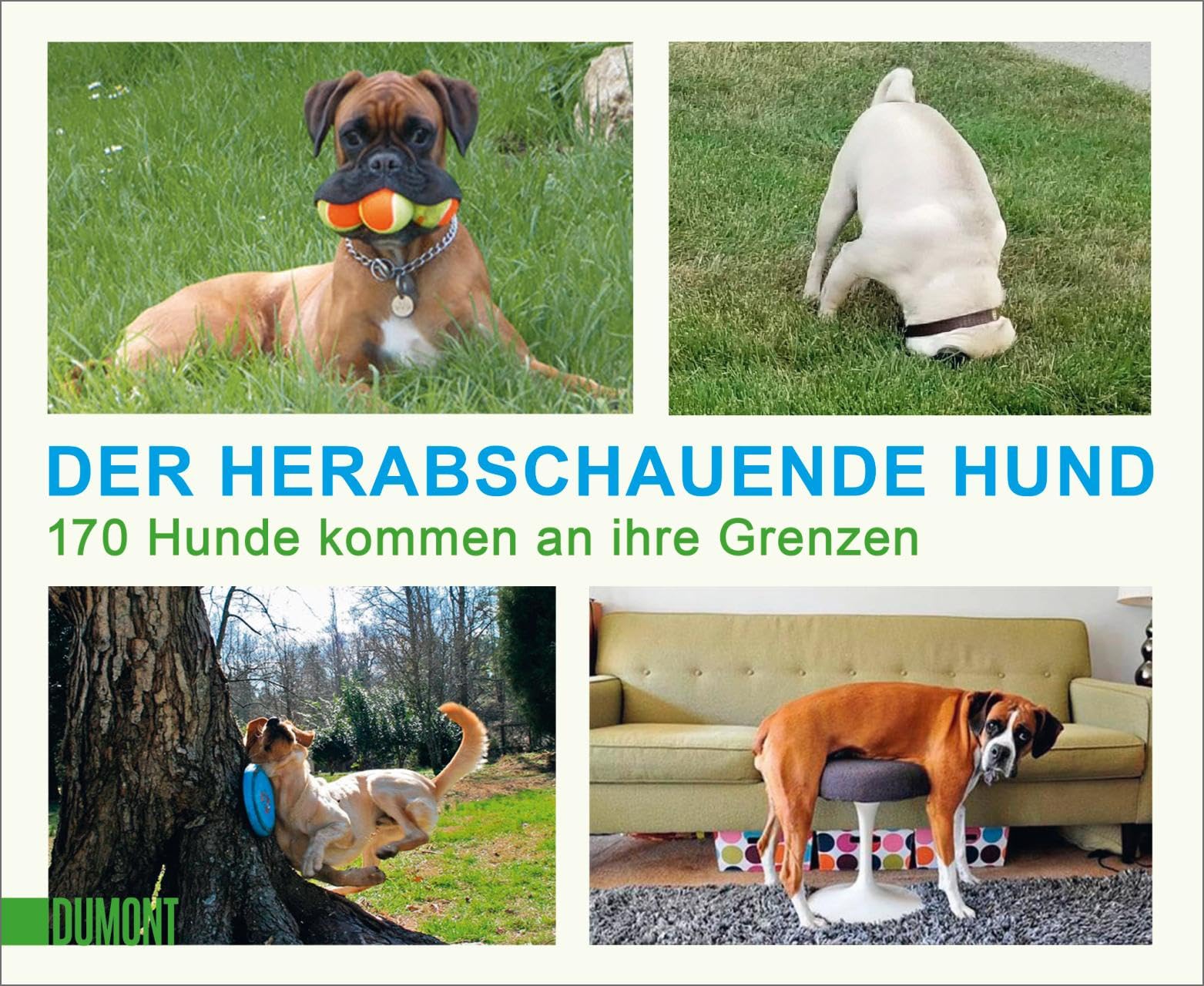 Der herabschauende Hund: 170 Hunde kommen an ihre Grenzen