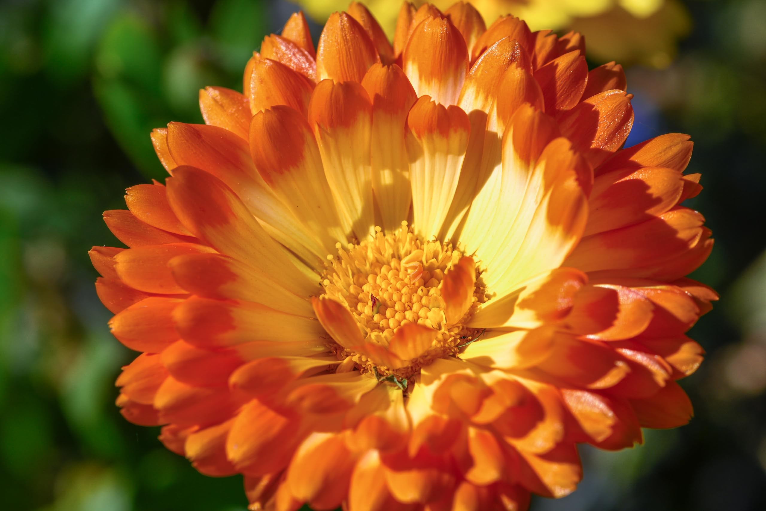Ringelblumen Mix (Calendula officinalis 'Zuchtform') Samen. ´Mit 7 verschiedenen Sorten´. Heilpflanze (20000 Samen = 140,0g)