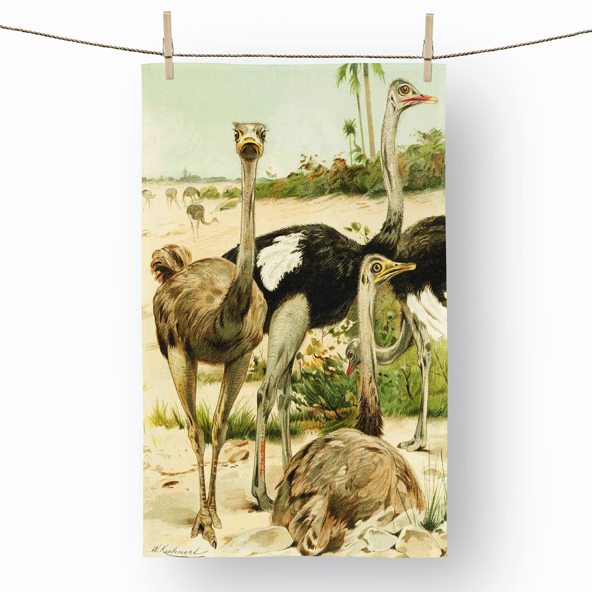 Big Box Art Ostriches - 100% Cotton (72 x 44 cm) Kitchen Tea Towel, Dish Cloth for Drying, Cleaning and Washing - Absorbent and Quick Drying