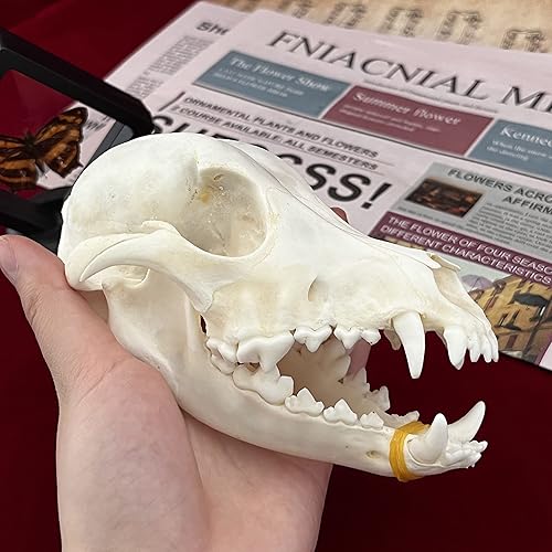 Miniatura 46 de Cráneos de animales reales, taxidermia, huesos de especímenes, suministros de taxidermia para educación científica, regalo especial (cráneo de coipo)