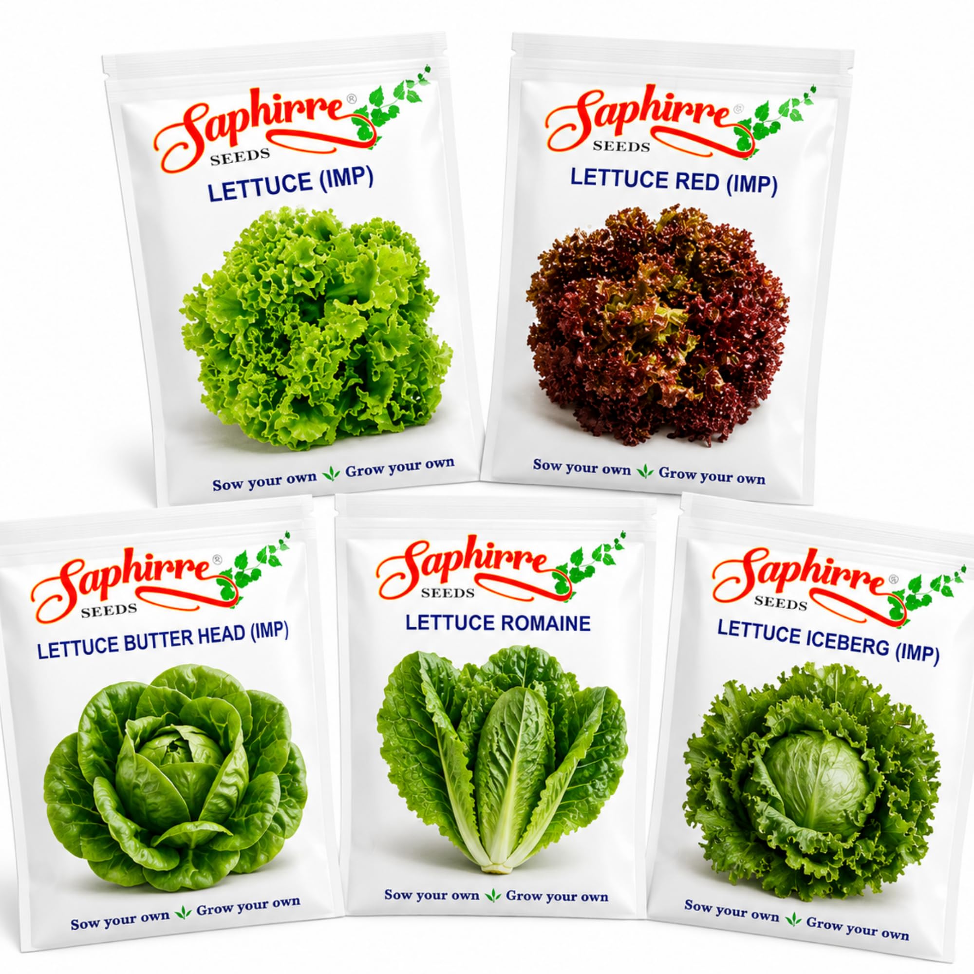 Easy to Grow 5 Lettuce Seeds Combo| Seeds for Home Garden| Lettuce Grand Rapid, Red (Lollo Rosso), Butter Head, Iceberg, Romaine| 1000+ Seeds| Best Gift for Gardeners (Seeds Combo Pack)-image-13