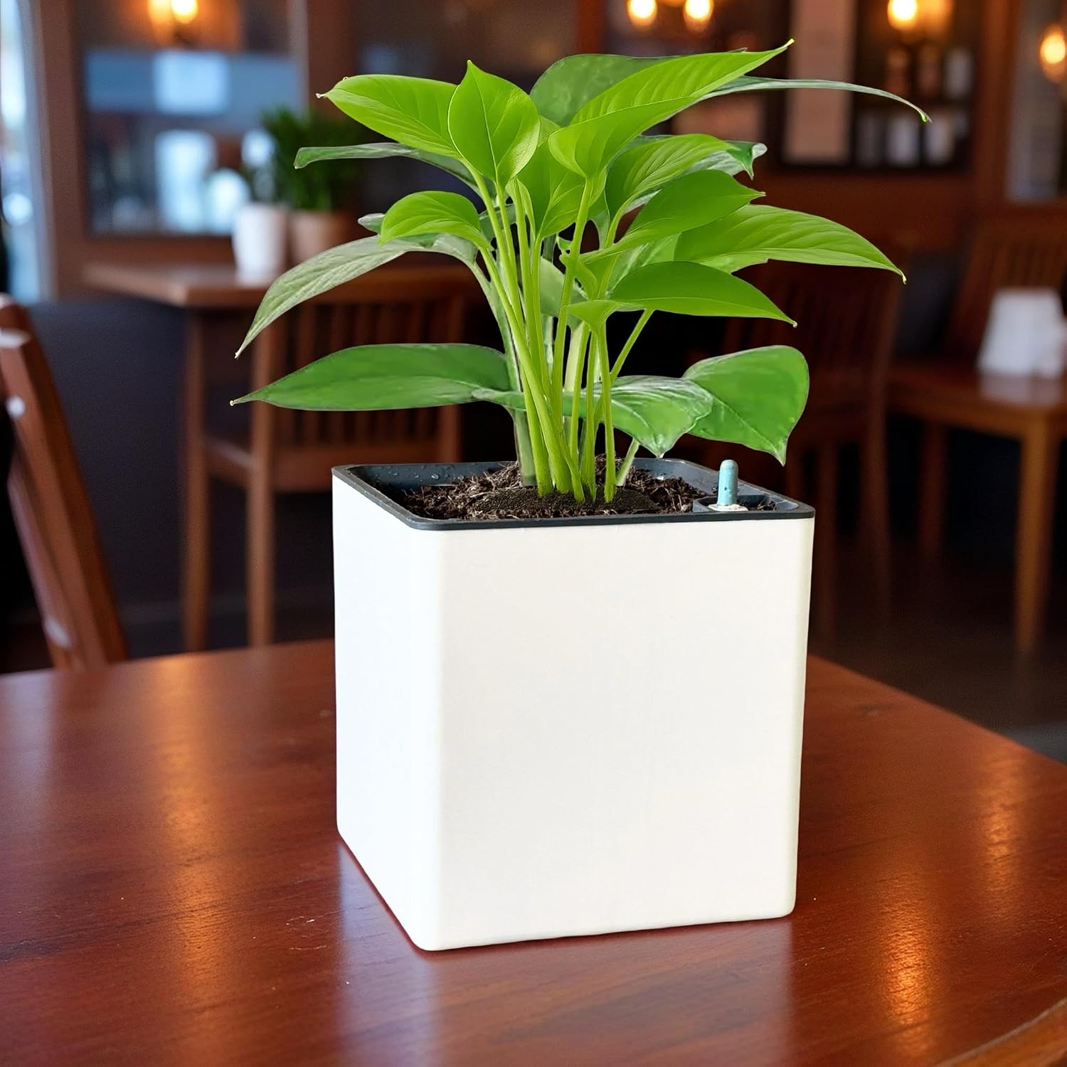 Self Watering Tabletop Planter Flower Pots for Home, Terrace, Balcony, Vertical Garden Decor Flower Pots(1 PC, White, Square) 6 Inch UV-Resistant Plastic Plant Pots