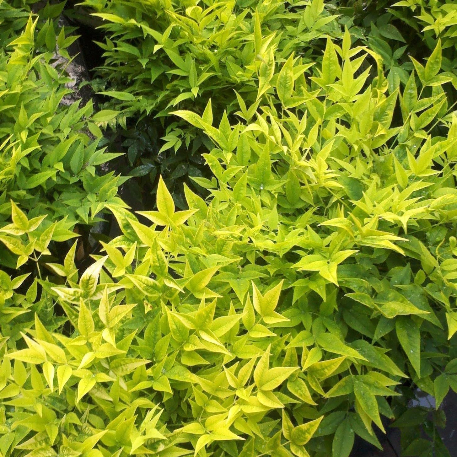 Plant Theory Magical Lemon and Lime Heavenly Bamboo Nandina Domestica Shrub Plant 2L Pot