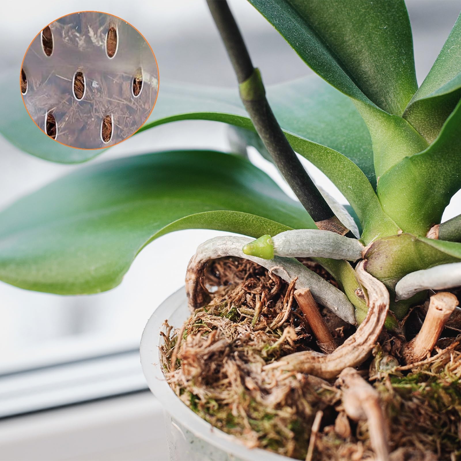 8 Stück Durchsichtige Orchideentöpfe Aus Kunststoff – Mit Drainagelöchern & Belüftetem Boden, Ø12 Cm – Ideal Für Orchideen, Sukkulenten & Stecklinge