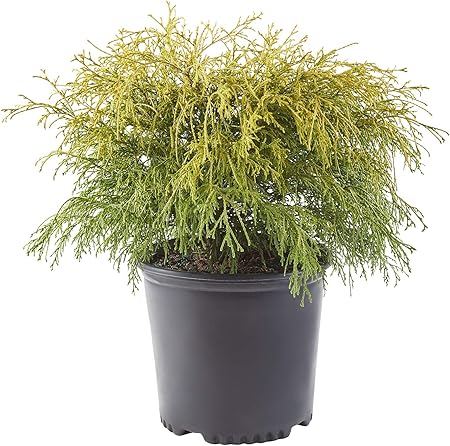Gold Mop, 1 Gallon