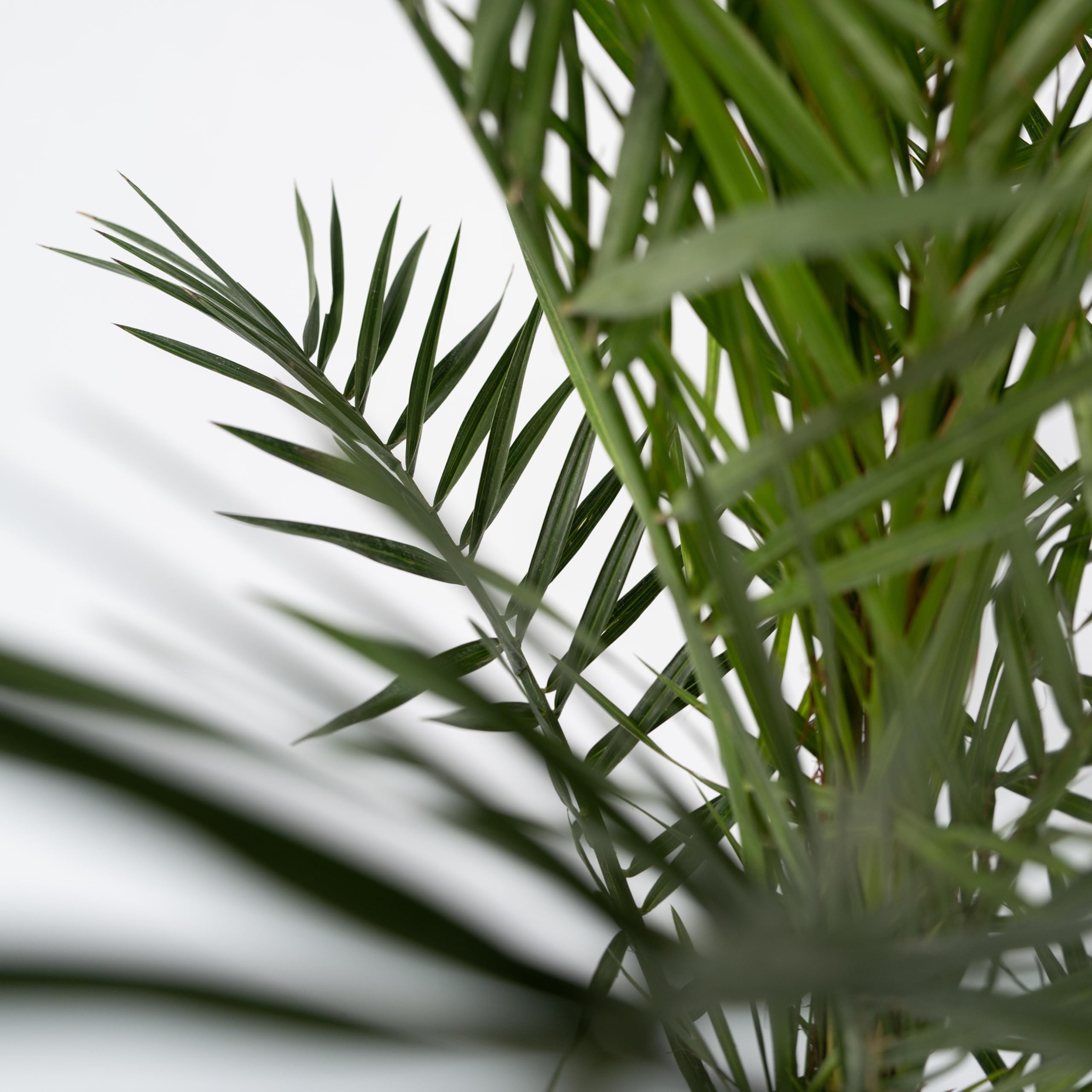 Phoenix Canariensis - Palmier dattier des Canaries - Pot 15cm - Hauteur 50-60cm - Résistant au froid - Palmier d'extérieur