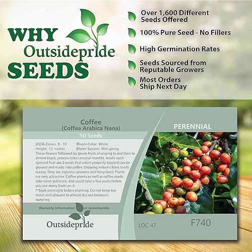 Miniatura 6 de Outsidepride 100 semillas perennes Coffea Arábica Coffee Bean Garden Seeds para plantar