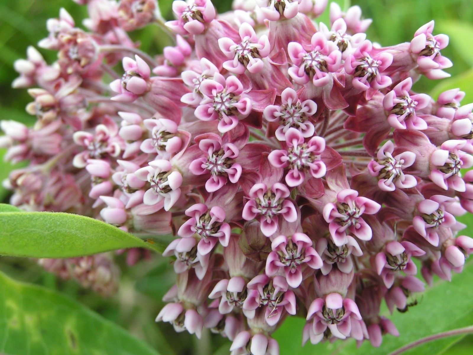 100 Pink Common Milkweed Asclepias Syriaca Monarchs! Flower Seeds