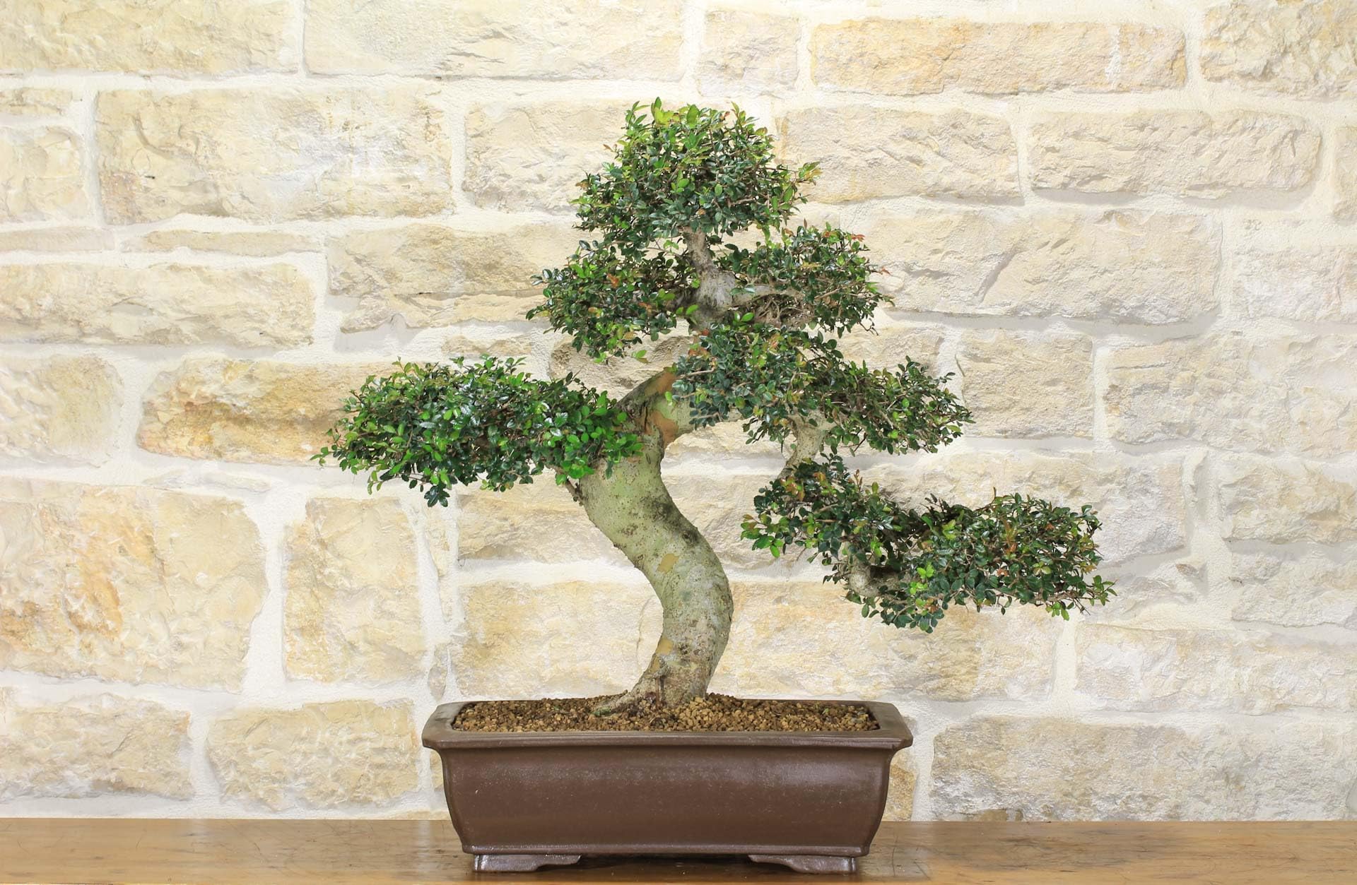 Bonsaï Zelkova Parvifolia (77)