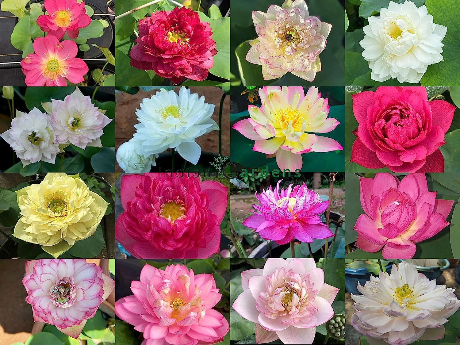 Indian Gardens - Lotus Live Tubers | Live Plant | Aquatic Plants | (Pack of 1) (B0BHJ6QB3Q) Amazon Price History, Amazon Price Tracker