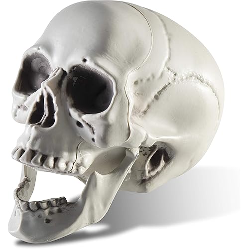 Prextex Halloween 6.5-Inch Skull Ornament - Gothic Home Decor, Life-Size Skeleton Perfect for Indoor and Outdoor Decorations, Spooky Halloween Party Accessories, Realistic Human Skeleton Skull Replica