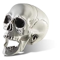 Algopix Similar Product 5 - Prextex 65 Plastic Skull Head