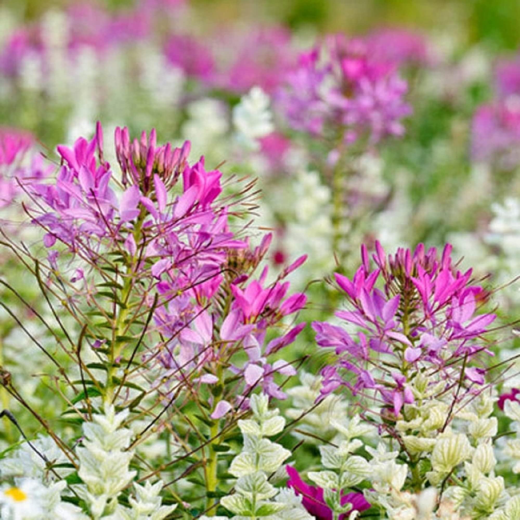 CHUXAY GARDEN Pink Cleome Hassleriana Seed 100 Seeds Annual Spider Flower Fragrant Flowers Fascinating Long Stamens Adding a Decorative Appeal