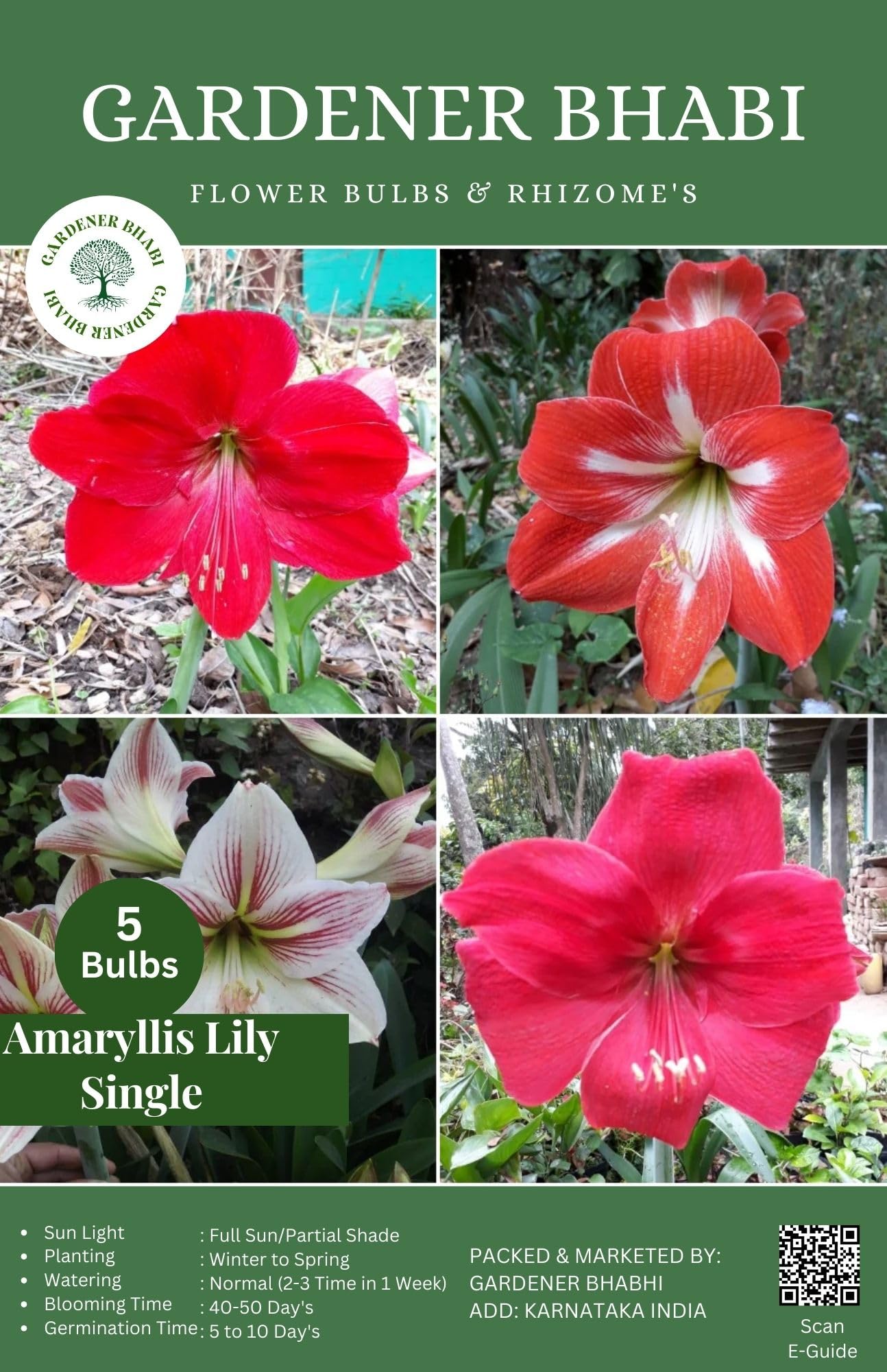 Gardener Bhabi Amaryllis Lily Mix Flower for Perennial Gardening - Pack of 5 Bulbs (B0CHQYX79W) Amazon Price History, Amazon Price Tracker