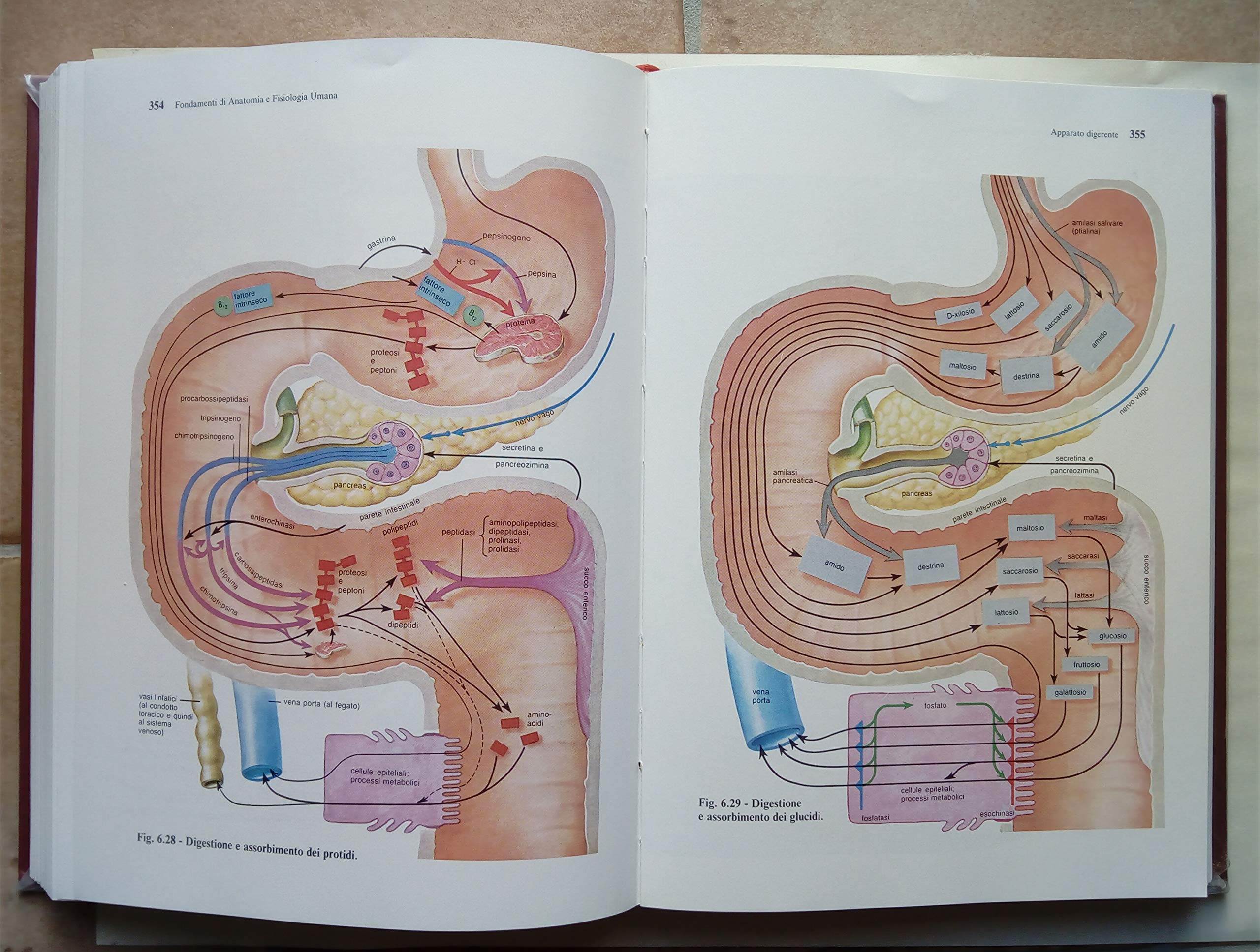 Fondamenti di anatomia e fisiologia umana