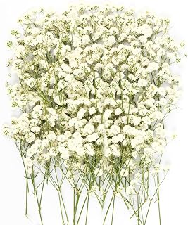 100Pcs Mini Dried Pressed White Baby’s Breath Flowers Bulk - Real Natural Flat Flowers for Epoxy Craft, Scrapbooking, Wedding Invitations, Home Decor, DIY Gifts for Crafters & Event Planners (100)