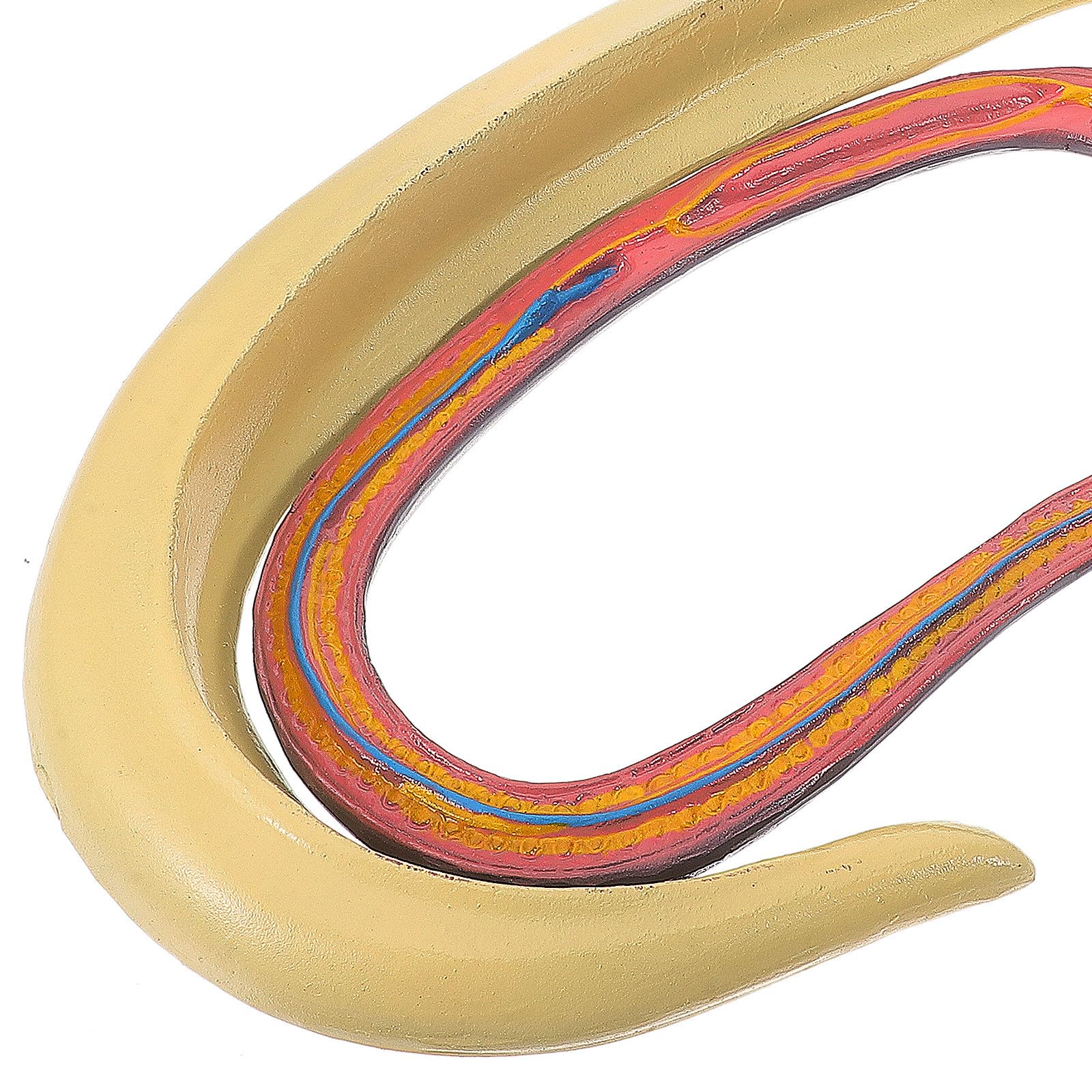 Ciieeo Modèle Anatomique de Schistosome Détachable en Plastique, Facile à Observer et Étudier, pour L'enseignement en Classe de Biologie Recherche en Laboratoire