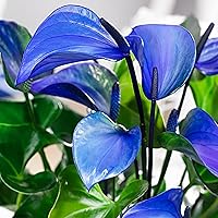 Vista 1 de 100 semillas de flores de anturio azul, semillas de plantas tradicionales para plantar jardín interior y exterior