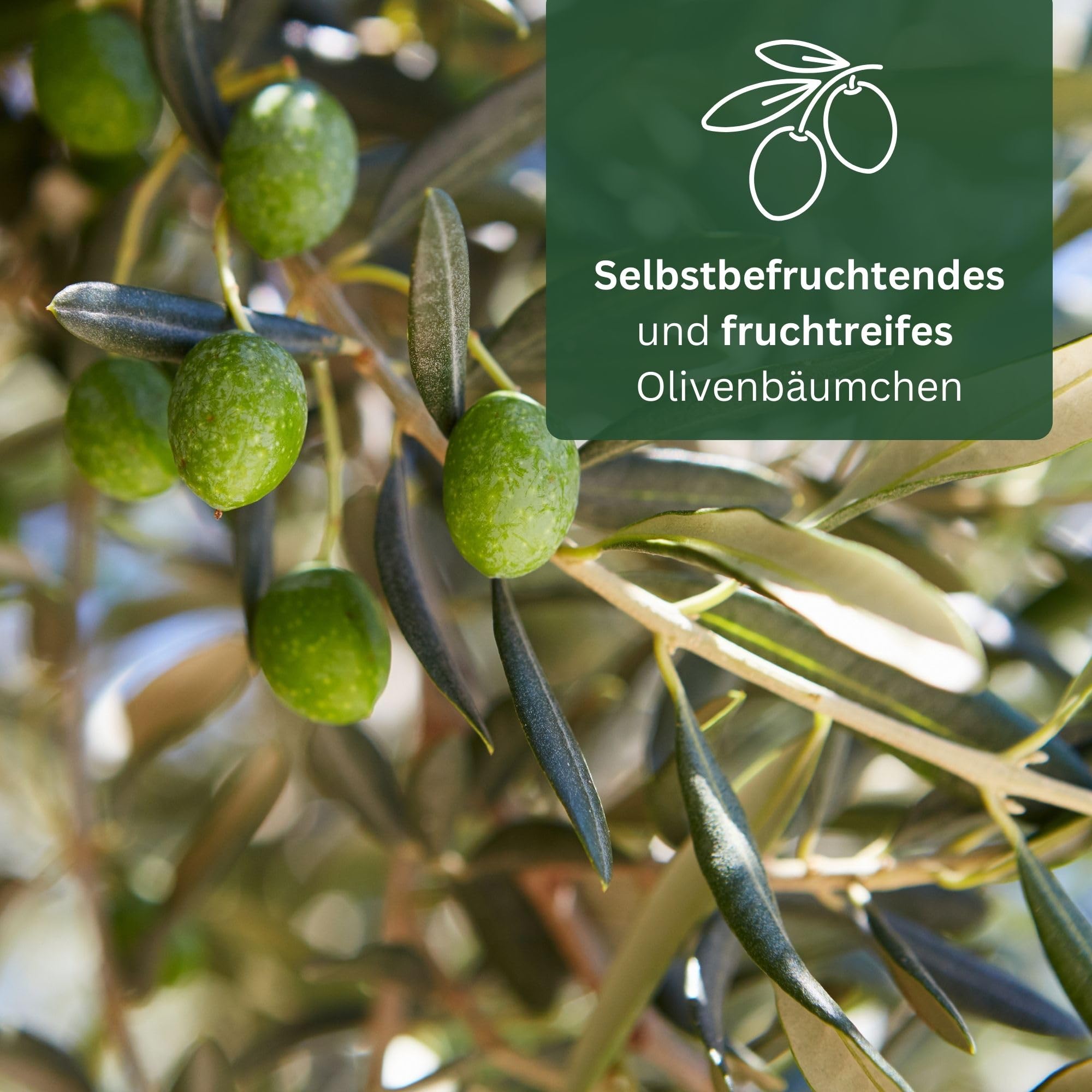 Meine Orangerie Olivenbaum Mezzo - echter Olivenbaum - Olea Europaea - Olive Tree - Fruchtreifes Stämmchen in Gärtnerqualität