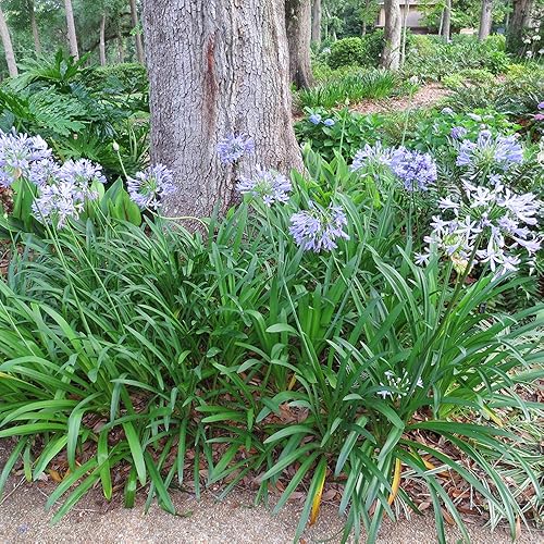 Miniatura 5 de PERFECT PLANTS Planta viva Blue Agapanthus, 1 galón, incluye guía de cuidado