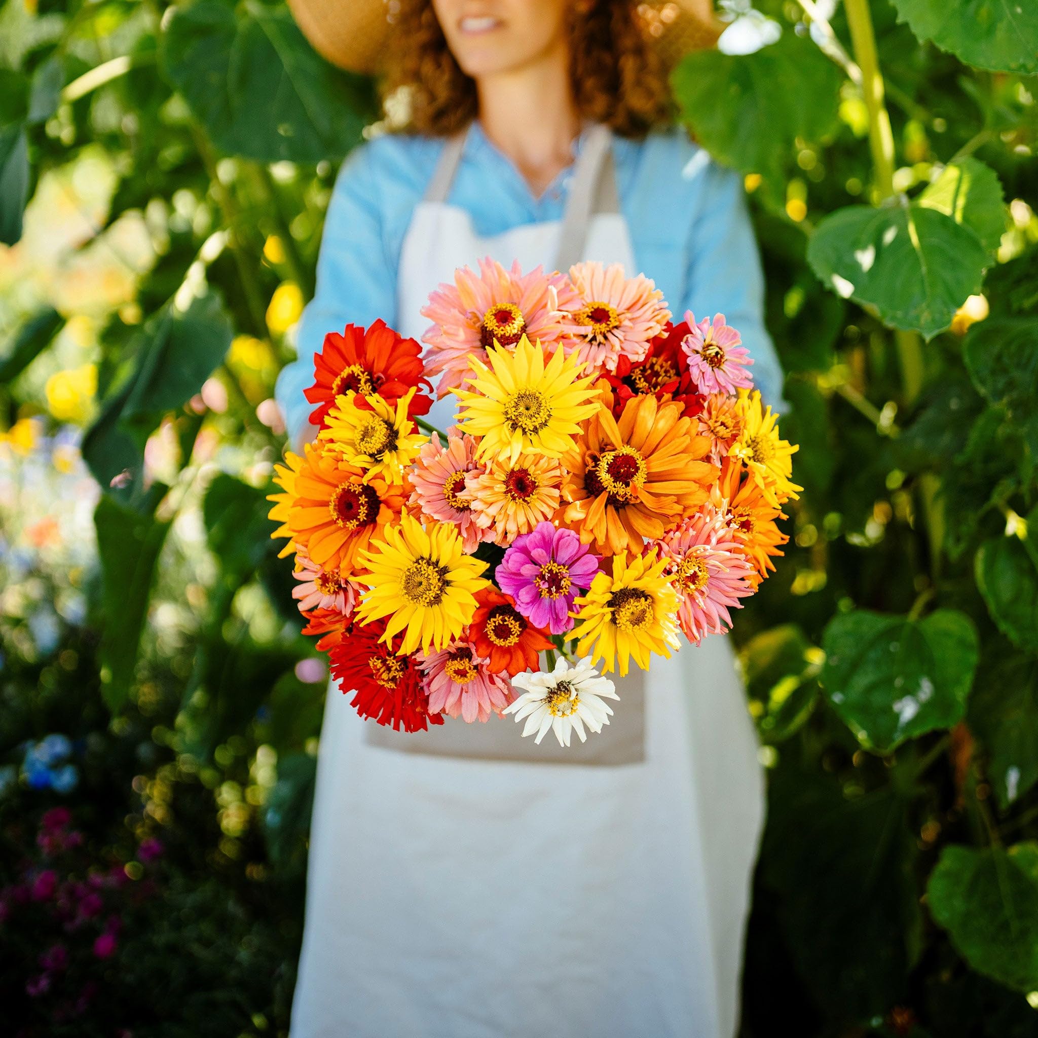 Amazon.com : Eden Brothers Zinnia Seeds - Super Cactus Giant Mix