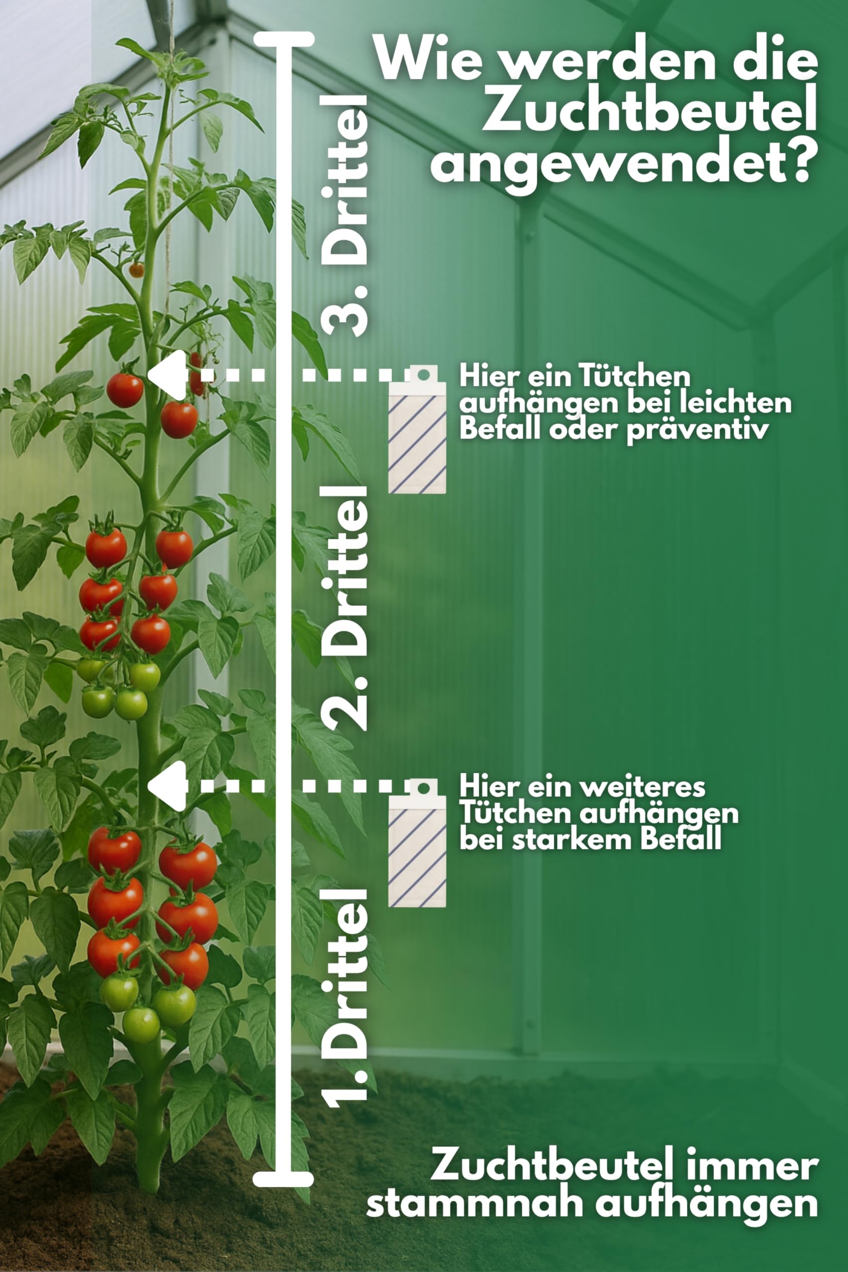 Raubmilben gegen Thrips, Spinnmilben, Weiße Fliege und weitere Schädlinge (128, Mix gegen Thrips/Spinnmilbe)