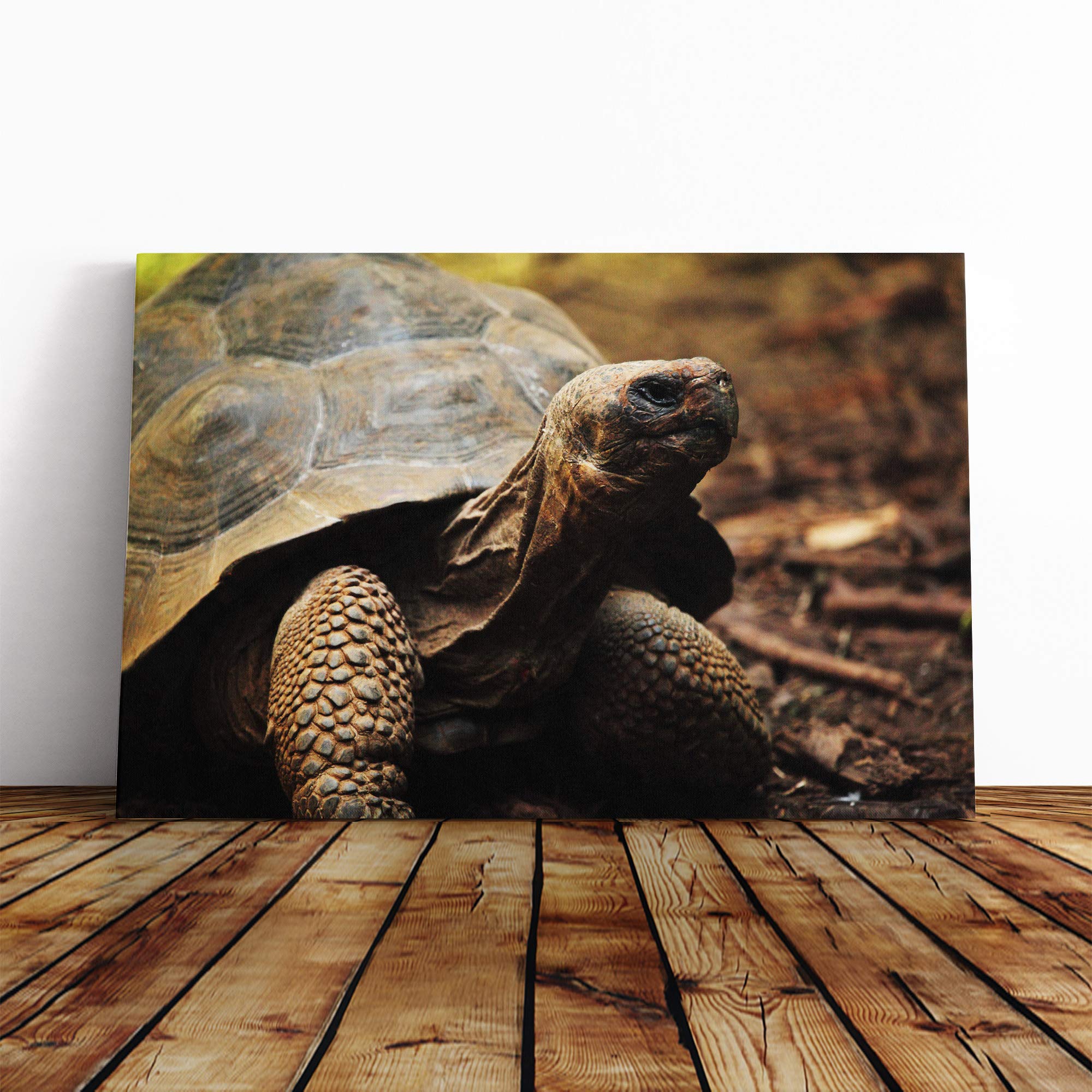 Tortoise Turtle Canvas Print | Gallery Wrapped 30mm Frame Wall Art | 30x20 inches | Ready to Hang | Modern Animals Picture | Living Room Bedroom Lounge Office