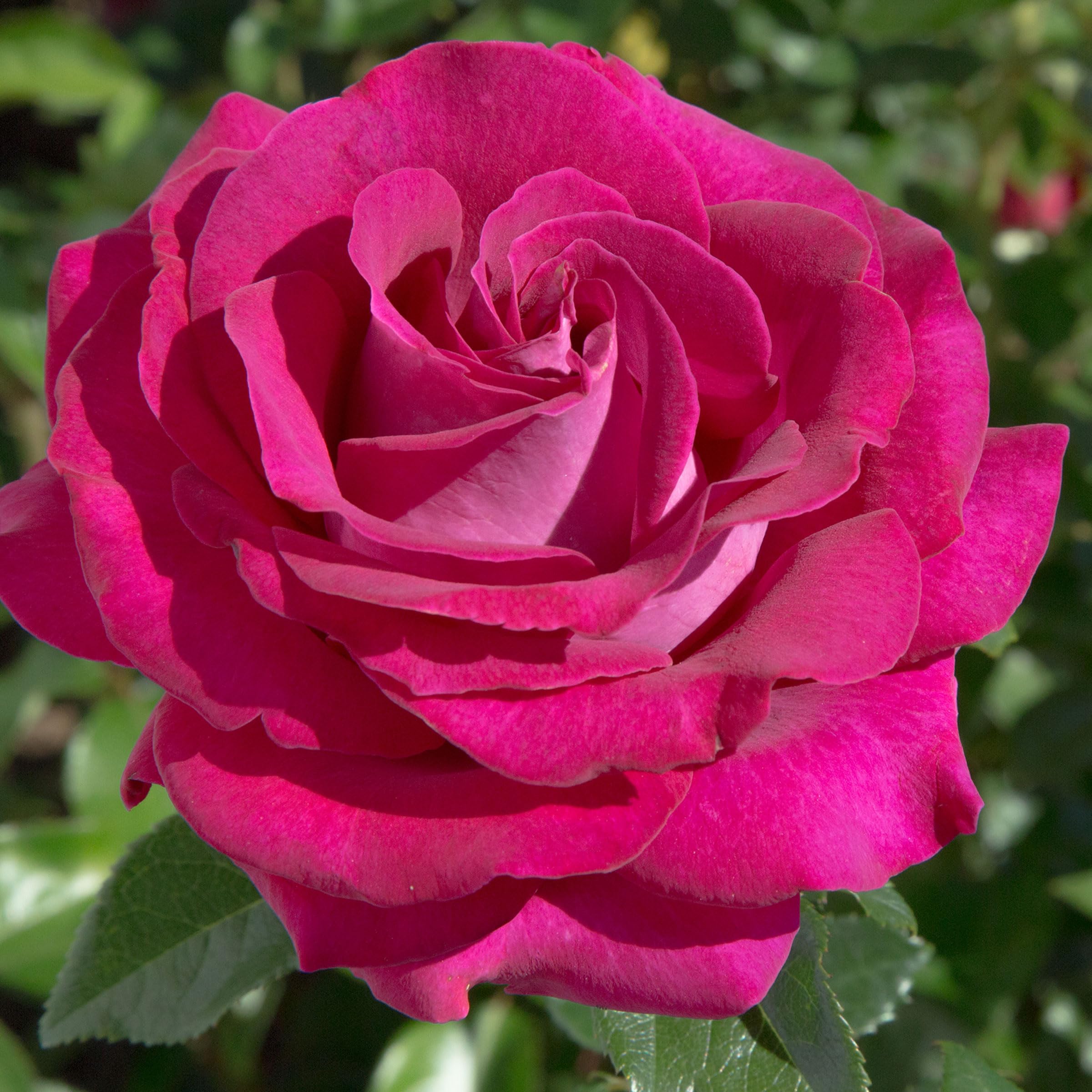 stiletto rose