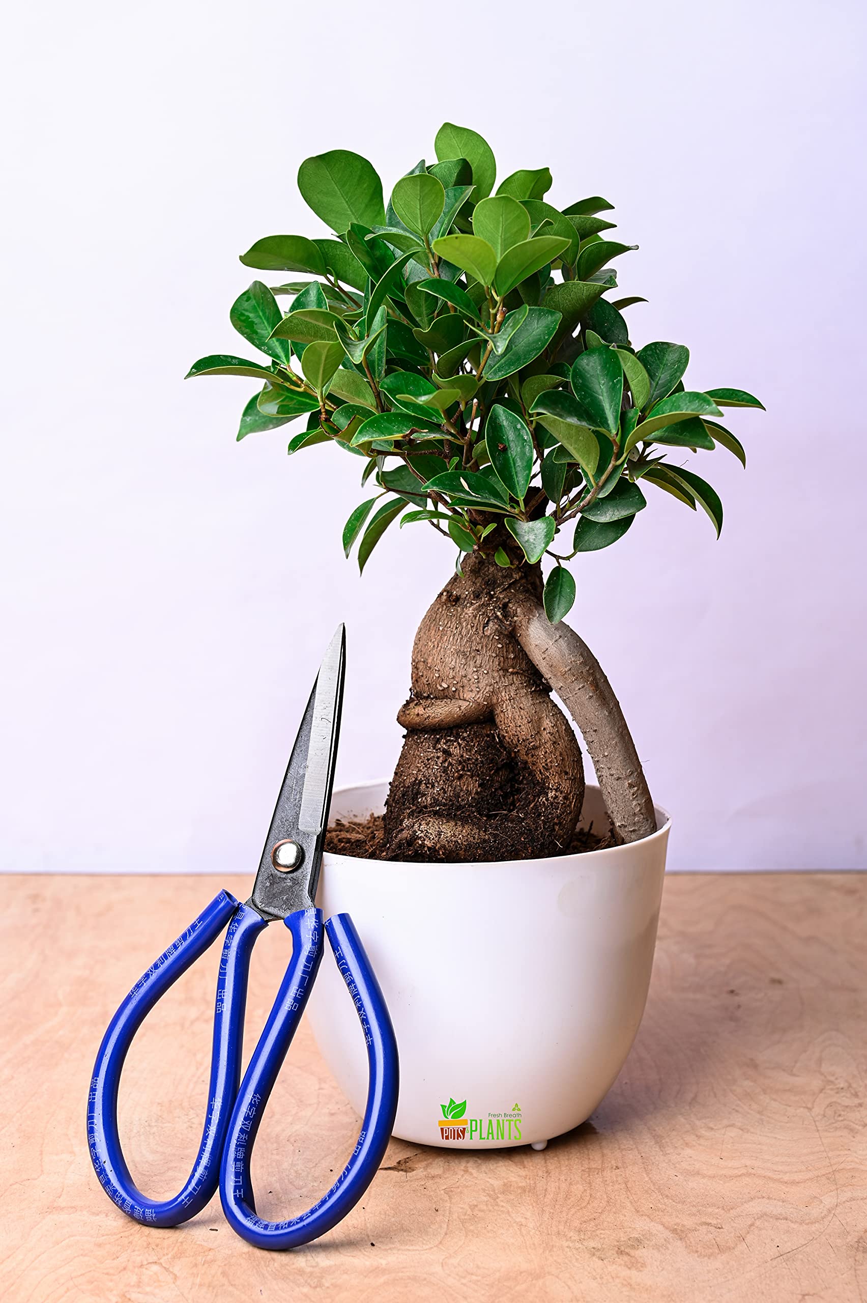 Pots & Plants Grafted Bonsai Live Plant Indoor Bonsai for Gifts, Home Decor, Feng Shui, 4 Years old in Multicolor Plastic Pot with 5gm Bonsai Plant Nutrients (B09BJJ11F3) Amazon Price History, Amazon Price Tracker