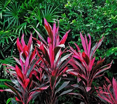 Miniatura 7 de 2 Plantas de color rojo hawaiano Ti Live