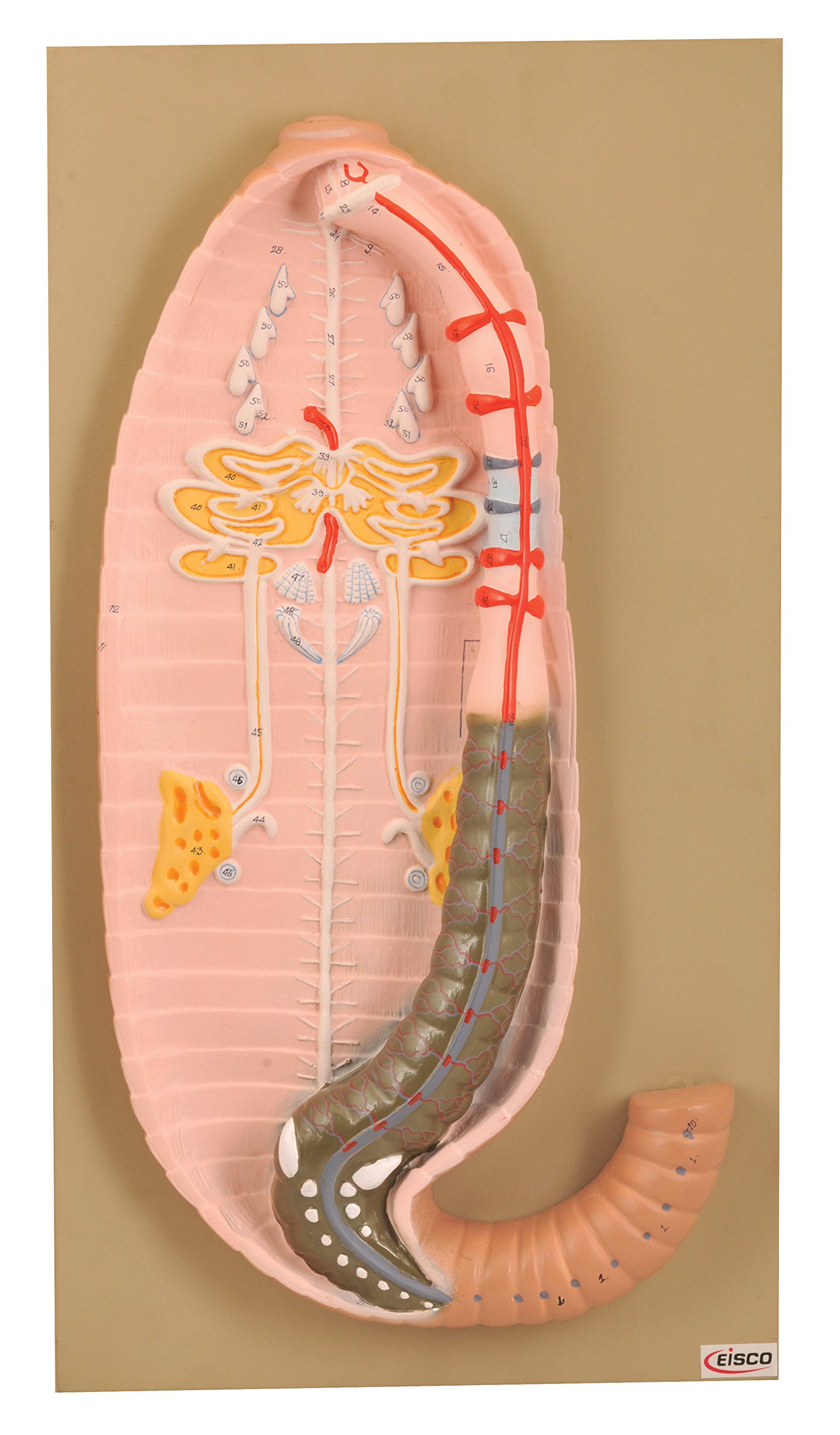 Earthworm Dissection Aortic Arches