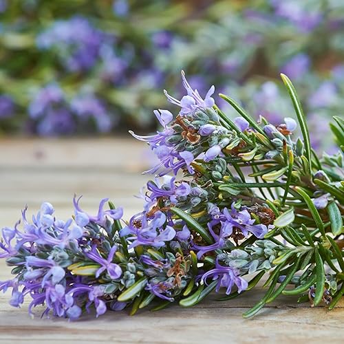 Miniatura 2 de Juego de 6 plantas de romero vivas, plantas de hierbas de romero vivas de 3 a 5 pulgadas de largo