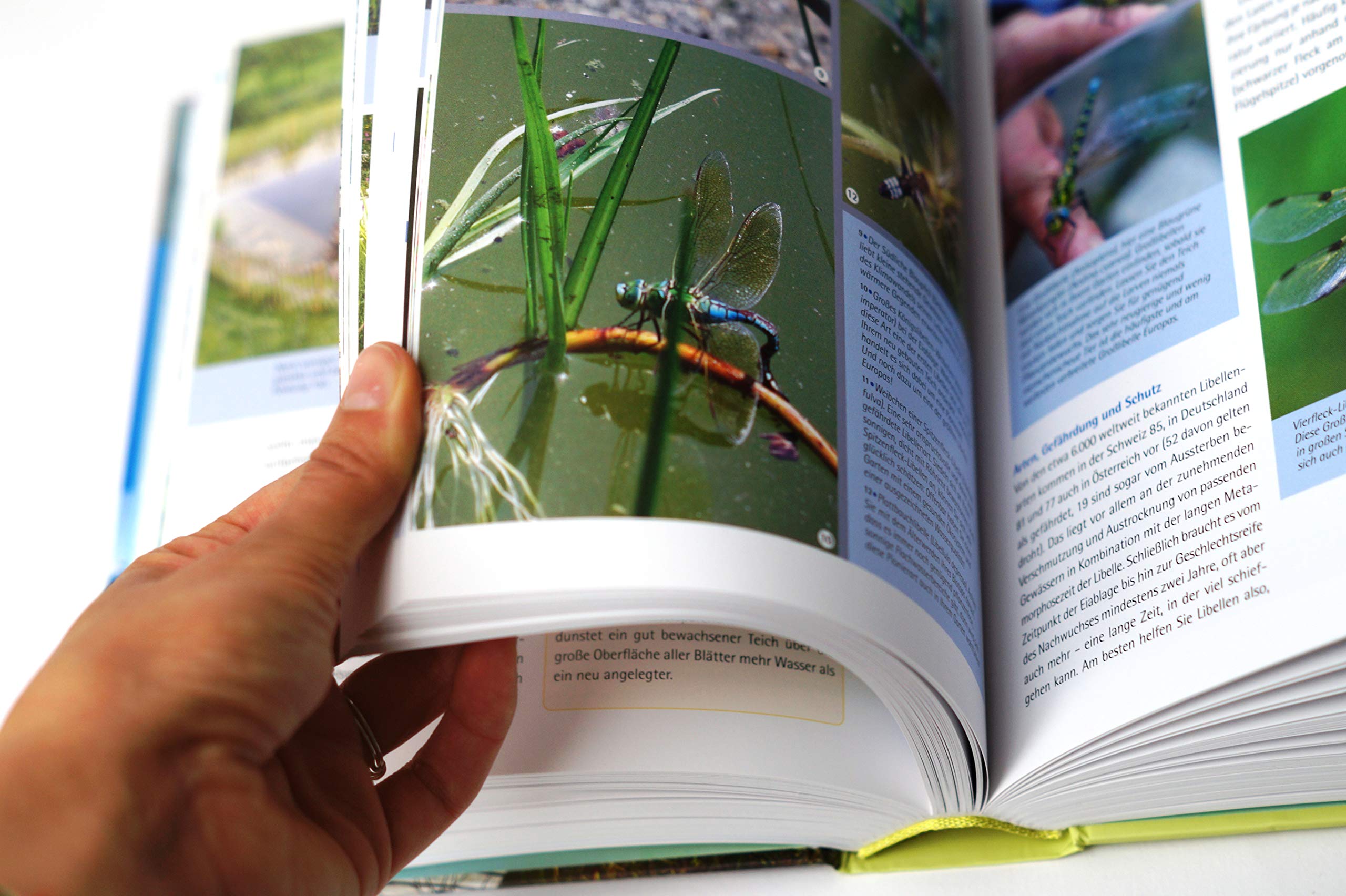 Handbuch Wasser im Garten. Wasser sparen, nachhaltig nutzen, Teiche und Biotope planen und anlegen