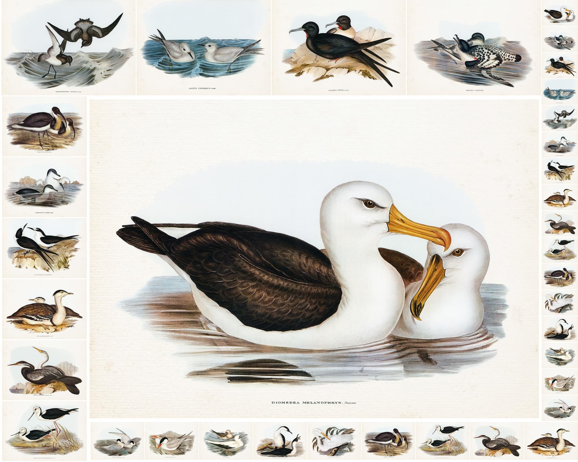 Papier de decoupage Flonz aux illustrations retro d'oiseaux de mer