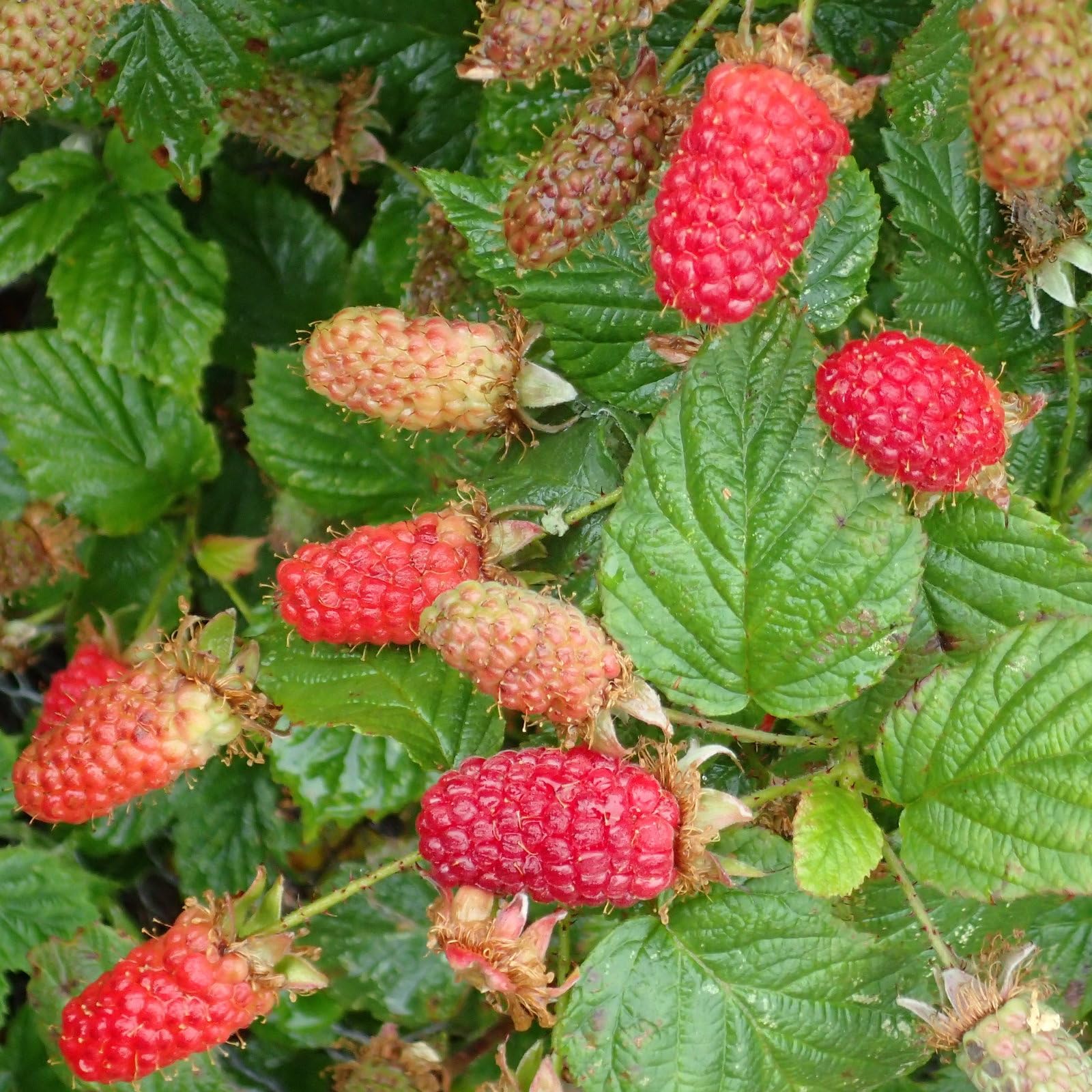 Plant World Seeds - Loganberry Seeds (Edible Berry Seeds)