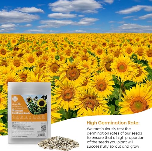 Miniatura 4 de Semillas de girasol de mamut para plantar, 1 onza, más de 200 semillas, crece flores solares gigantes altas, alta germinación, planta de flor de sol