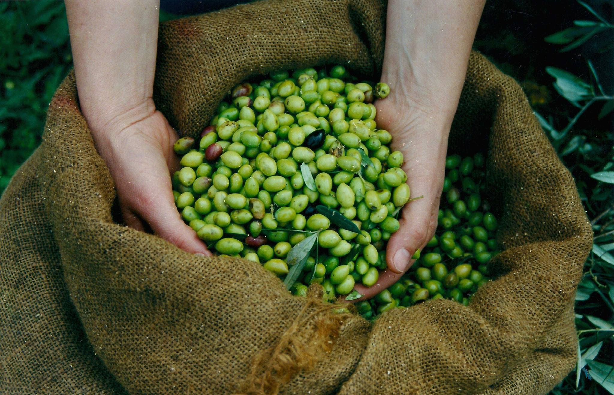 Mani Organiczne kalamata i zielone oliwki Al Naturale 175 g