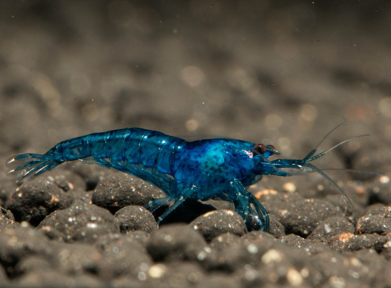 Blue Diamond Zwerggarnele (DNZ), 10 Stück