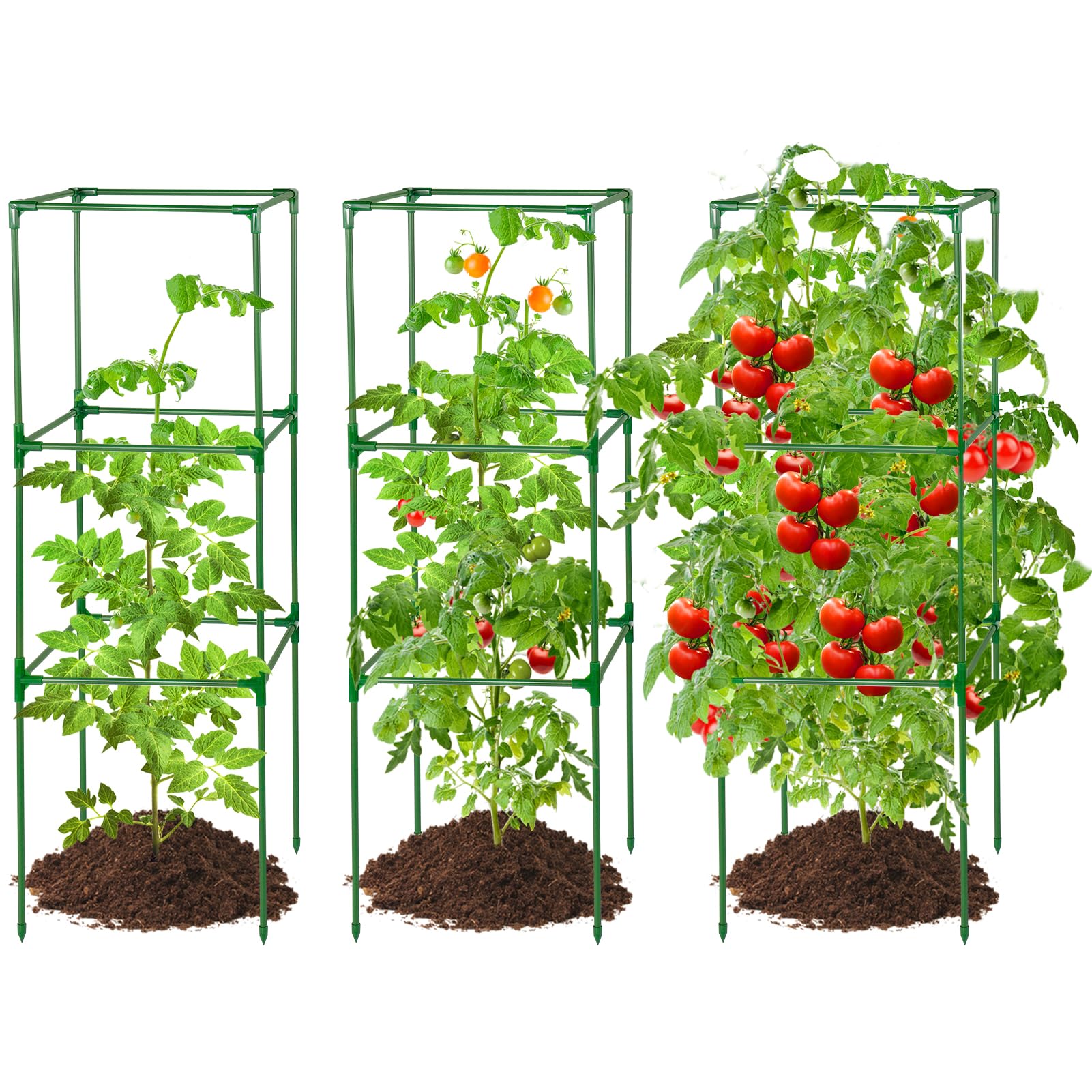 Identificación y control del moho negro o fumagina, image size:1601x1601