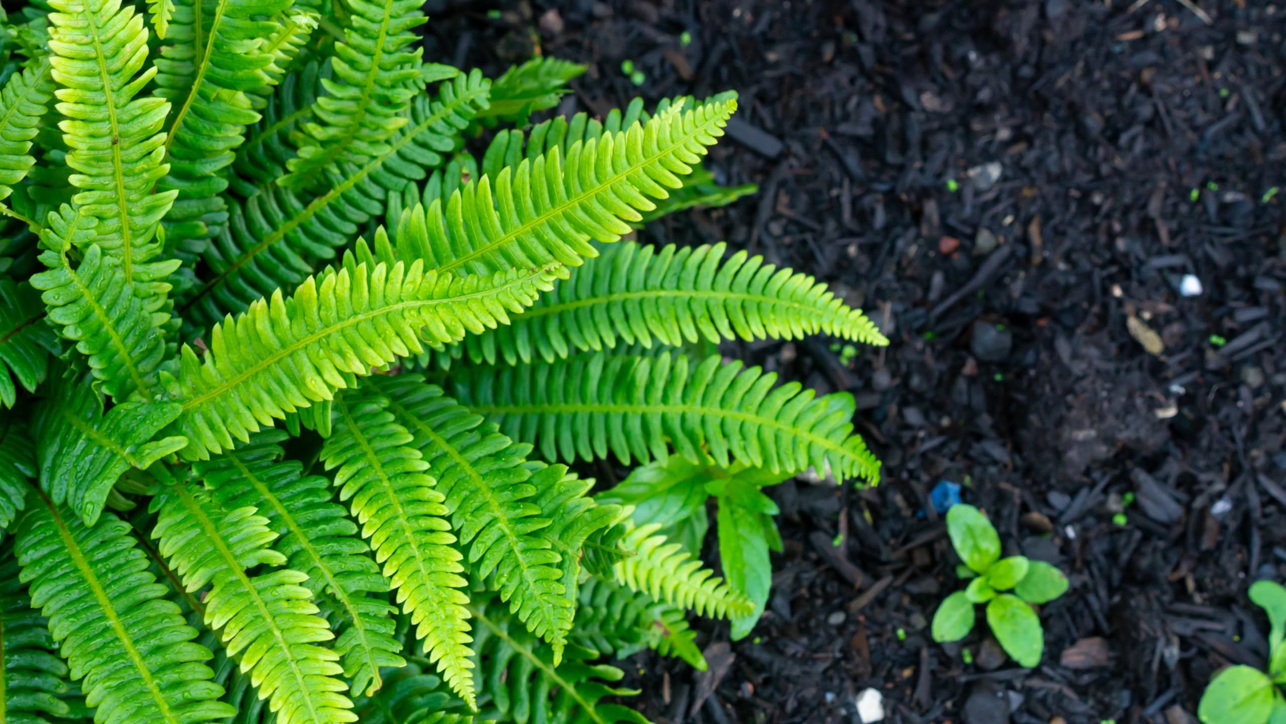 Stauden Gänge 1 x Blechnum spicant im 1 Liter Topf (Farn/Winterhart/Mehrjährig/Staude/Stauden/Immergrün) Rippenfarn - Immergrün und pflegeleicht für schattige Gärten