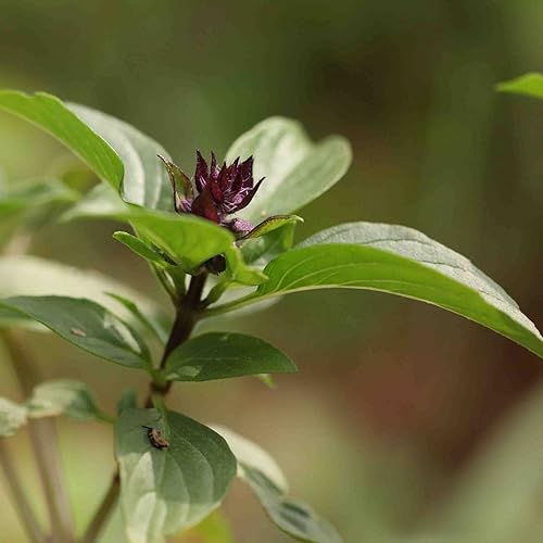Miniatura 2 de Thai semillas de Sweet Basil (ocimum basilicum) 40 + semillas de reliquia de raras hierbas culinarias en Frozen Cápsulas de Semillas para el